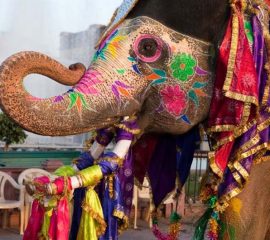 india-tours-jaipur-gangaur-festival-jpg-1340x0_default